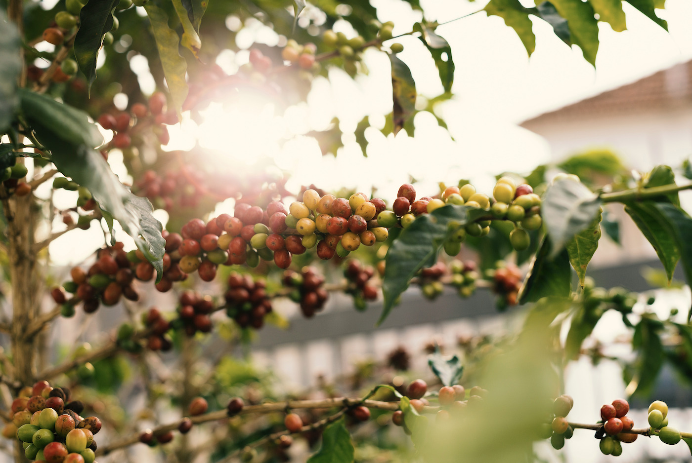 coffee-tree