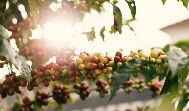 coffee-tree-cover